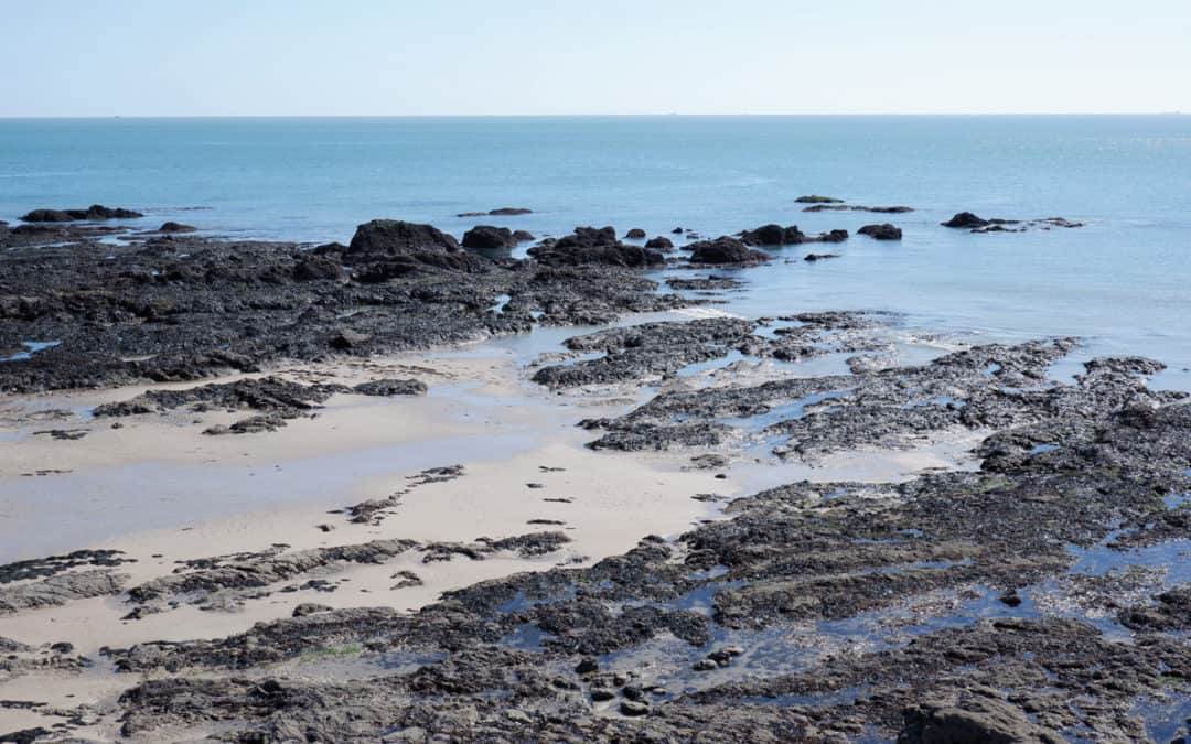 Balade nature  »La vie à marée basse »