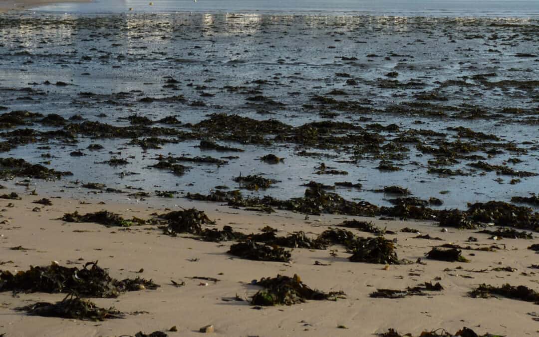 Balade nature – « Entre falaise et laisse de mer »