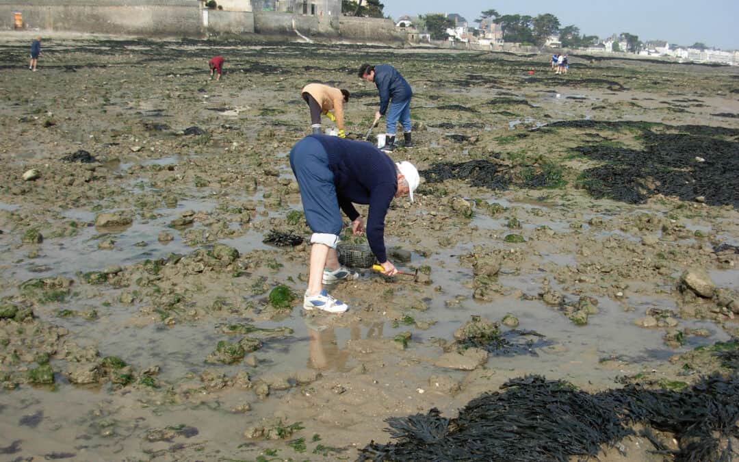 Pêche à pied : autorisée mais réglementée