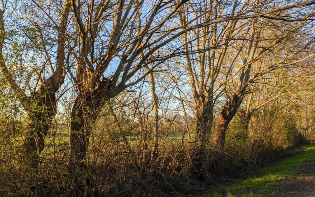 Nidification des oiseaux : taille des haies non recommandée du 15 mars au 31 juillet