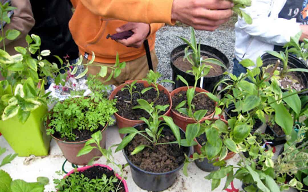 BOURSE AUX GRAINES