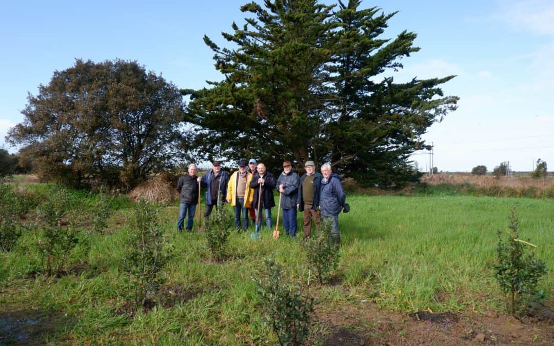 44 nouveaux arbres plantés au Pouliguen