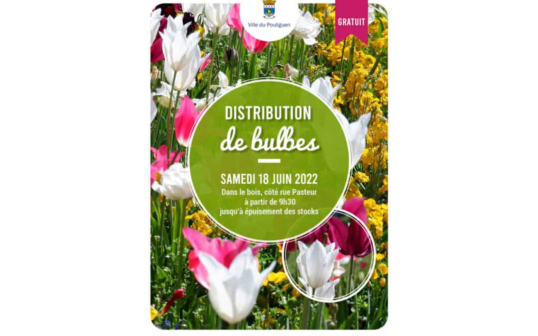 Distribution de bulbes