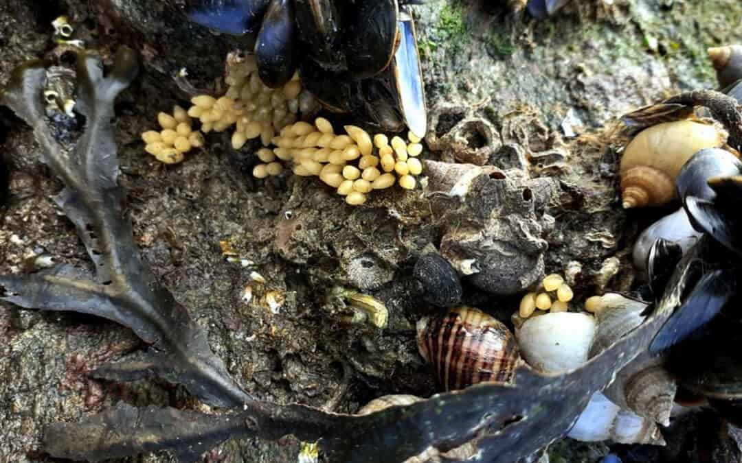 Balades natures – La vie à marée basse –