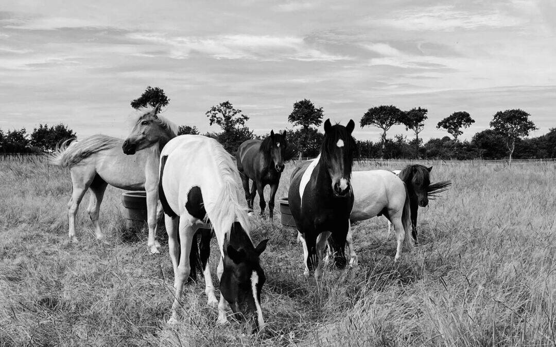 BAPTÊMES DE PONEYS