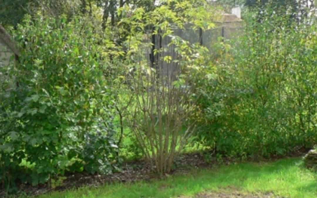 RESTAUREZ LE BOCAGE, PLANTEZ UNE HAIE CHAMPÊTRE !