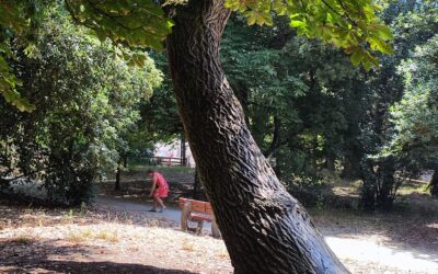 Point d’étape // Budget participatif // Arbres remarquables du Bois