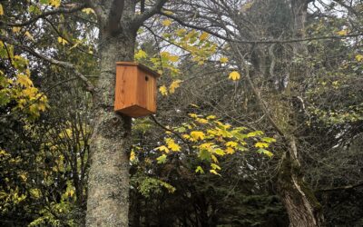 Pourquoi de nouveaux nichoirs ont-ils été installés dans le Bois ?