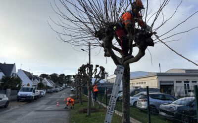 Entretien du patrimoine arboré communal en cours