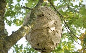 Frelon asiatique : la Ville agit dès la sortie d’hivernation des reines