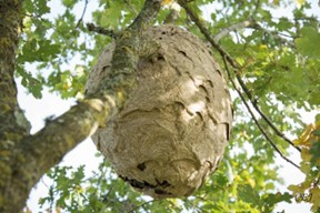 Frelon asiatique : la Ville agit dès la sortie d’hivernation des reines