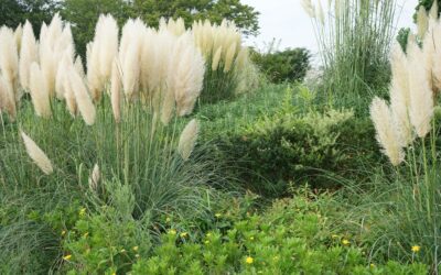 Espèces invasives : la Ville agit contre l’herbe de la pampa