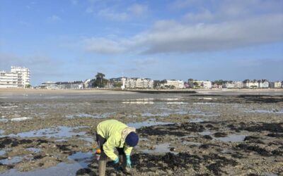 Pêche à pied des coquillages interdite dans la Baie du Pouliguen