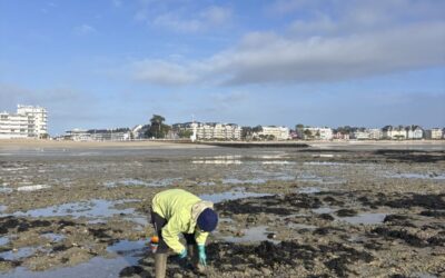 Réouverture de la pêche à pied dans la baie du Pouliguen